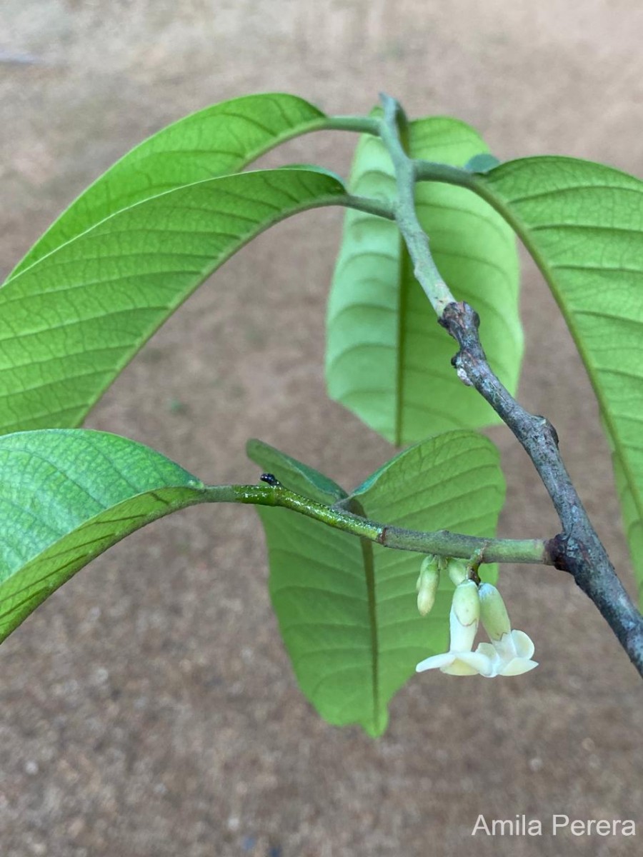 Diospyros pemadasae Jayas.